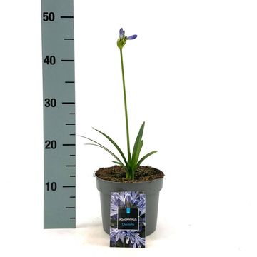 Agapanthus 'Charlotte'