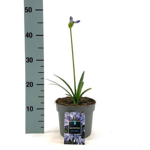 Agapanthus 'Charlotte'