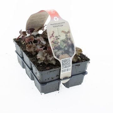 Heuchera micrantha 'Palace Purple'