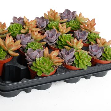 Succulents MIX IN POT