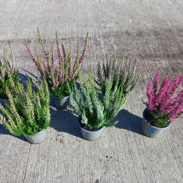 Calluna vulgaris BEAUTY LADIES MIX