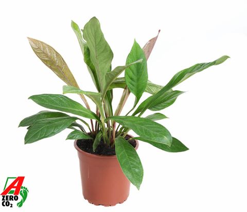 Anthurium ellipticum JUNGLE KING