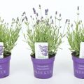 Lavandula angustifolia 'Hidcote'