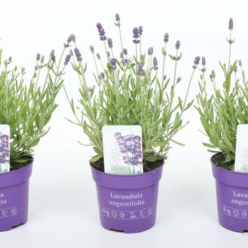 Lavandula angustifolia 'Hidcote'