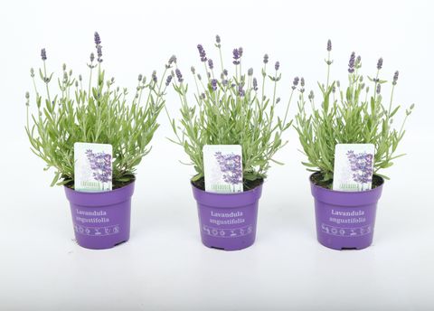 Lavandula angustifolia 'Hidcote'