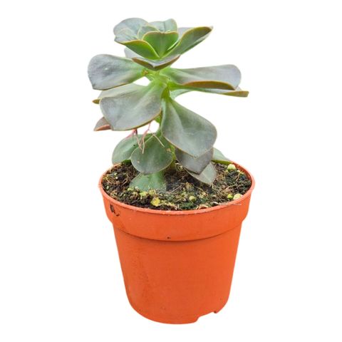 Echeveria 'Morning Dew'
