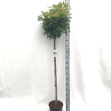 Quercus palustris 'Green Dwarf'