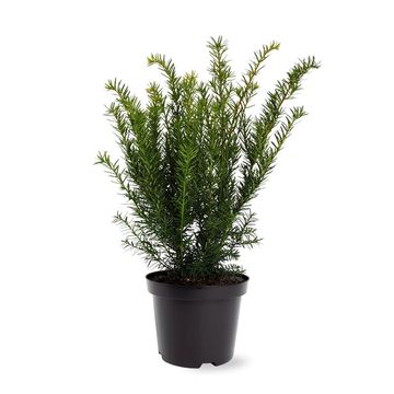 Taxus x media 'Farmen'