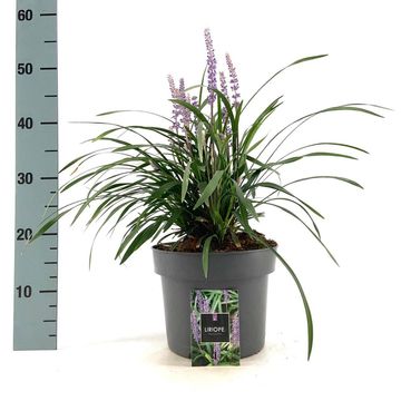 Liriope muscari 'Moneymaker'