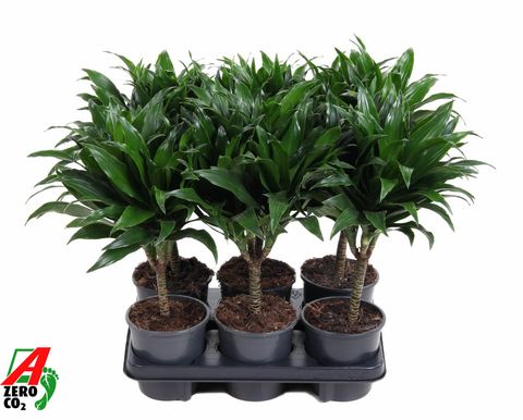 Dracaena fragrans 'Compacta'