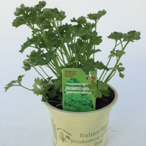 Petroselinum crispum (Green Collect Sales)