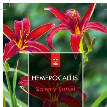 Hemerocallis 'Sammy Russell'