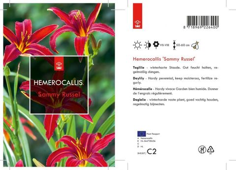Hemerocallis 'Sammy Russell'