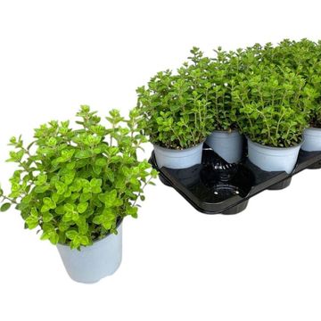 Origanum vulgare