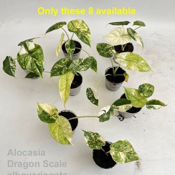 Alocasie 'Dragon Scale Albo Variegata'