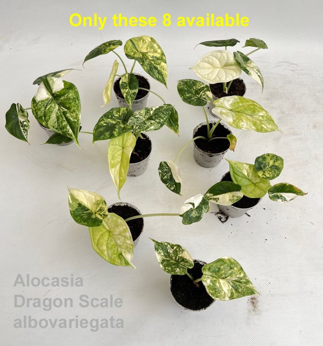 Alocasia 'Dragon Scale Albo Variegata' — Plant Wholesale FlorAccess