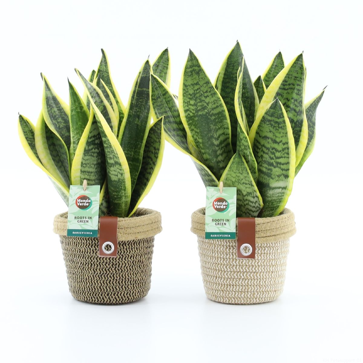 Bogenhanf Sansevieria Futura Superba - 3er Set Pflegeleichte Zimmerpflanzen