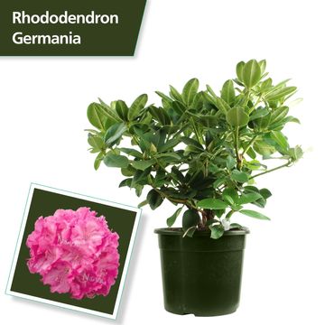 Rhododendron 'Germania'