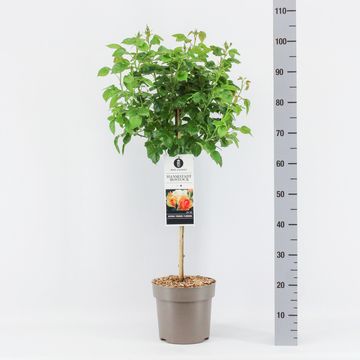 Rosa HANSESTADT ROSTOCK