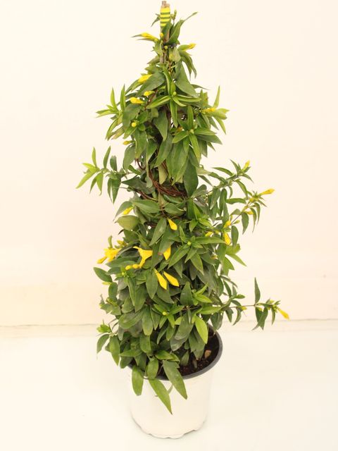 Gelsemium sempervirens