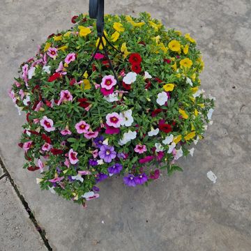 Calibrachoa MIX