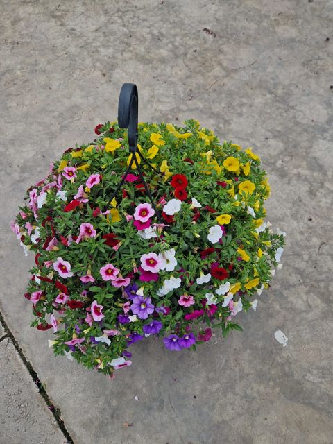 Calibrachoa MIX