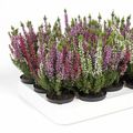 Calluna vulgaris GARDEN GIRLS MIX IN POT