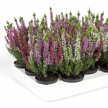 Calluna vulgaris GARDEN GIRLS MIX IN POT