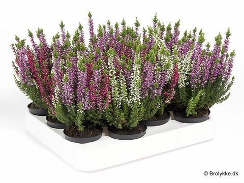 Calluna vulgaris GARDEN GIRLS MIX IN POT