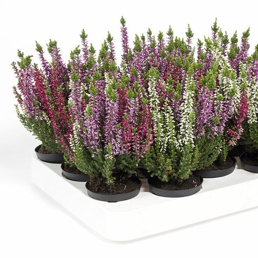 Calluna vulgaris GARDEN GIRLS MIX IN POT