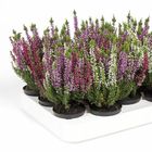 Calluna vulgaris GARDEN GIRLS MIX IN POT