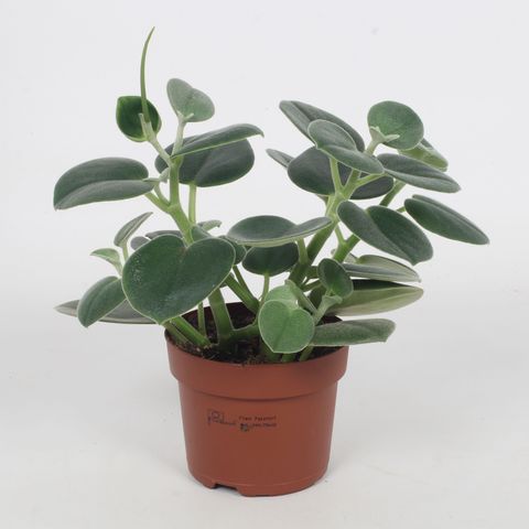 Peperomia incana