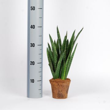 Sansevieria cylindrica 'Javanica'
