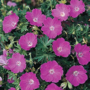 Geranium sanguineum 'Max Frei'