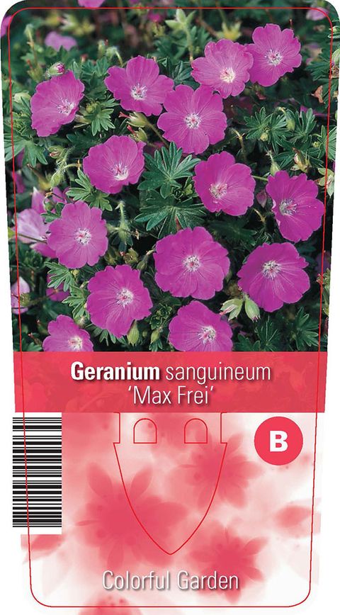Geranium sanguineum 'Max Frei'