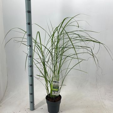 Miscanthus sinensis 'Herman Mussel'