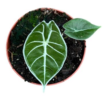 Alocasia 'Watsoniana Lightning'
