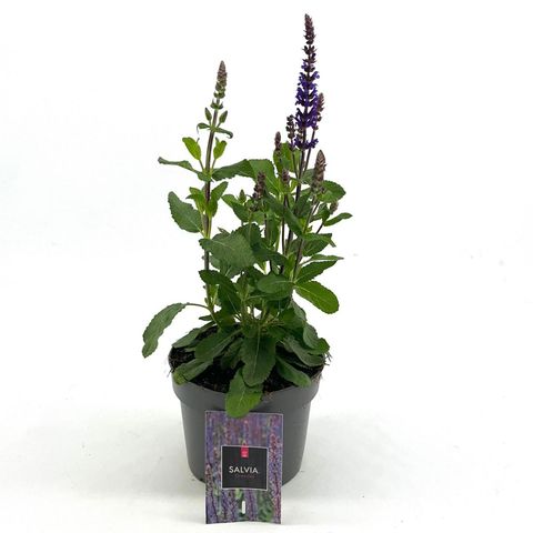 Salvia nemorosa 'Caradonna'