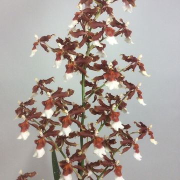 x Miltonidium Honey 'Green Valley'