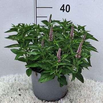 Veronica spicata