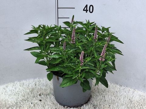 Veronica spicata