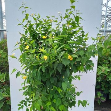 Kerria japonica 'Golden Guinea'