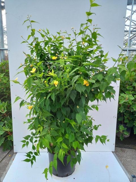 Kerria japonica 'Golden Guinea'