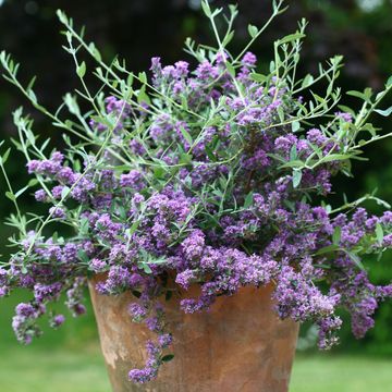 Buddleja alternifolia UNIQUE