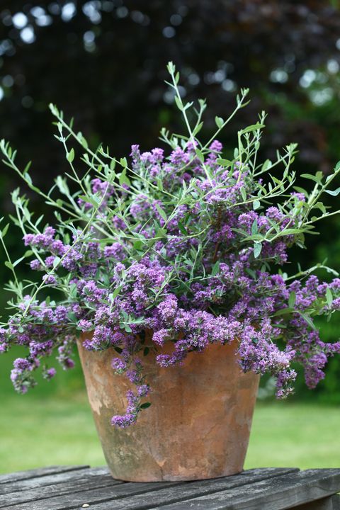Buddleja alternifolia UNIQUE