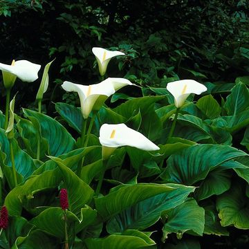 Zantedeschia aethiopica