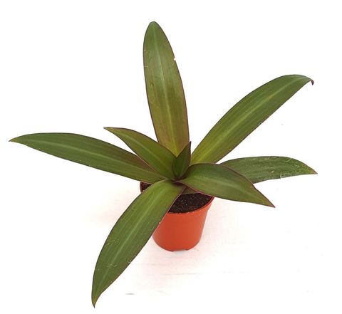 Tradescantia spathacea SITARA