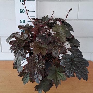 Heuchera micrantha 'Palace Purple'