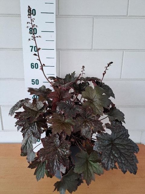 Heuchera micrantha 'Palace Purple'