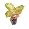 Aglaonema 'Sakura Mochi'